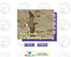 香港觀鳥會 Hong Kong Bird Watching Society